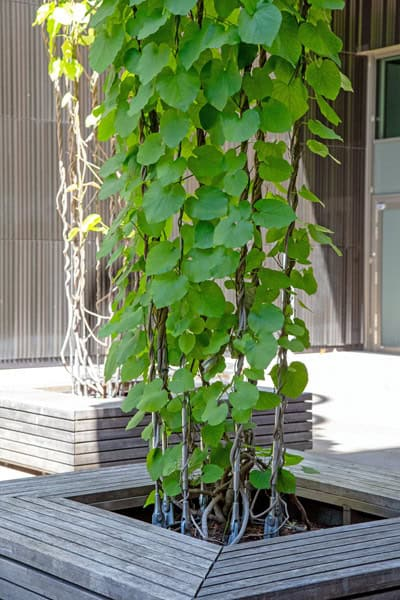 Curved facade stainless steel rope mesh green wall for industrial building landscaping