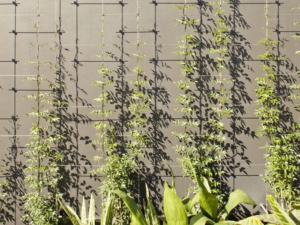 Blog：Why Stainless Steel Rope Mesh Is Ideal For Green Wall / Trellis System
