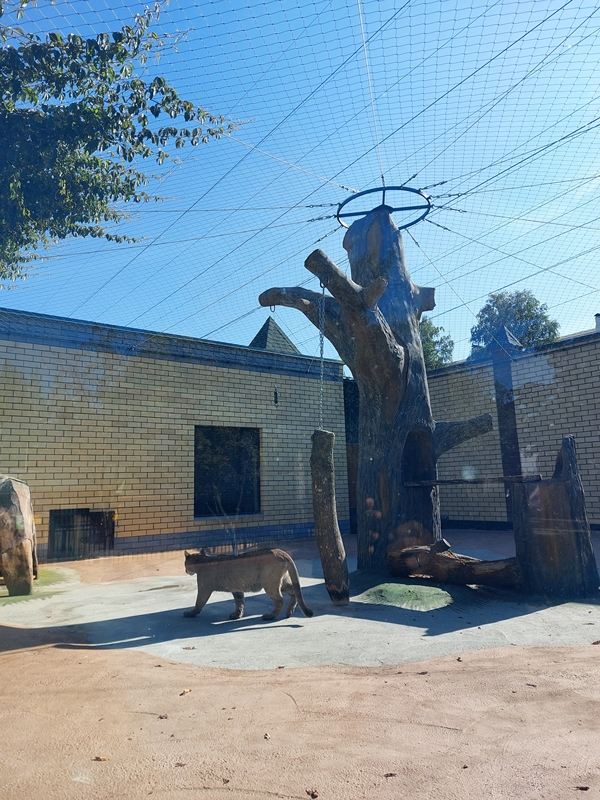 News Article: Zoo Carnivore Enclosure Overhead Stainless Rope Mesh Habitat Project