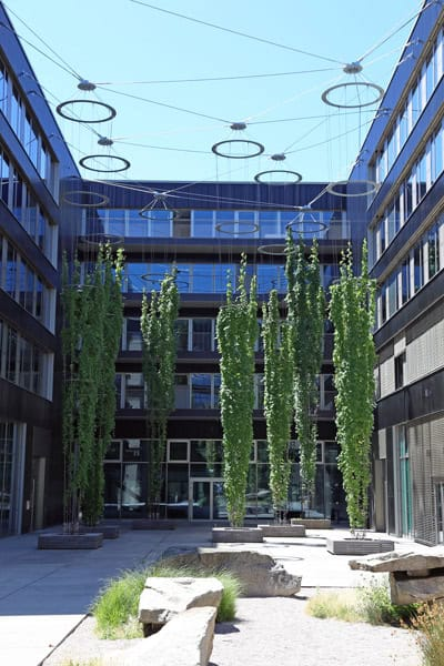 Mature climbing vine covered stainless steel rope mesh in outdoor wooden planter box