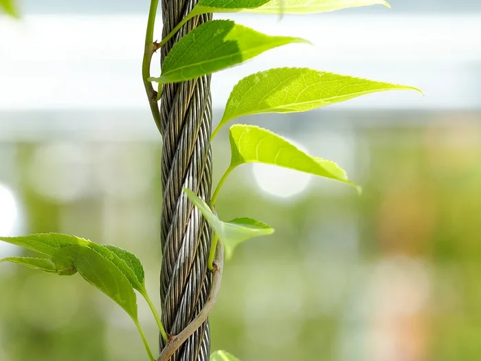Close‑up of climbing ivy wrapped around stainless steel wire rope mesh strand